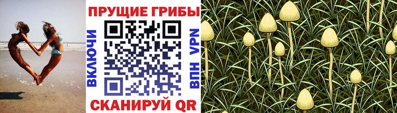 Галлюциногенные грибы Cubensis  мега ТОР  Алзамай 